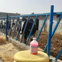 گاو شیری تلیسه با گوساله|حیوانات مزرعه|جلگه رخ, |دیوار