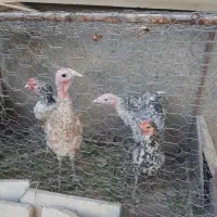 بقلمون زیبا و جوان فروش یا معاوضه|حیوانات مزرعه|جیرفت, |دیوار