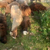 گوسفند داشتی با بره نر