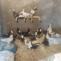 کبوتر پرشی