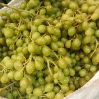 غوره دشمن زیاری آب دار