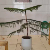 کاج مطبق
