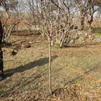 نهال عناب|خدمات باغبانی و درختکاری|مود, |دیوار