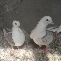 کفتر