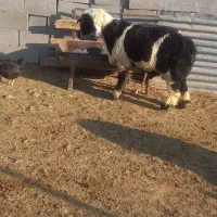 بره قوچی|حیوانات مزرعه|مرودشت, ژیان|دیوار