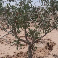 حراج باغ پسته|فروش زمین و ملک کلنگی|کاشمر, |دیوار