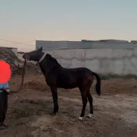 فروش اسب|اسب و تجهیزات اسبسواری|پارسآباد, |دیوار