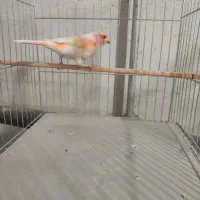 قناری موزائیکی نر مست|پرنده|تکاب, |دیوار