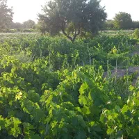 فروش باغ .روستای نازول