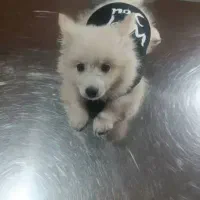 سگ پامر اشپیتز