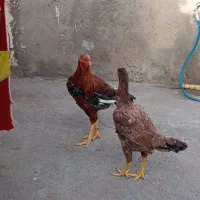 خروس لاری|حیوانات مزرعه|زرندیه, |دیوار