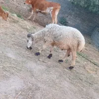 بره شیشک