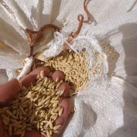 جو چاق|خدمات باغبانی و درختکاری|سمیرم, |دیوار