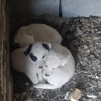 توله سگ پا کوتاه|سگ|بروجرد, |دیوار