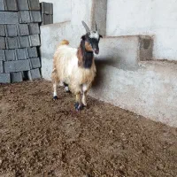 فروش بزغاله نر