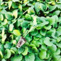 نشا بادمجان وگوجه  8320|خدمات باغبانی و درختکاری|کاکی, |دیوار