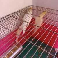 عروس هلندی|پرنده|مبارکه, |دیوار