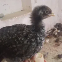 جوجه ۴۰روزه گلپایگانی واکسیناسیون شده