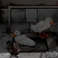 اردک
