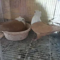 کلاغ کربلایی کله سفید کاکلی