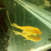 کت سلفین|ماهی|تهران, قیام|دیوار