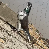 کبوتر|پرنده|شال, |دیوار