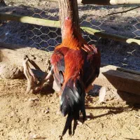 فروش خروس لاری|حیوانات مزرعه|احمدسرگوراب, |دیوار