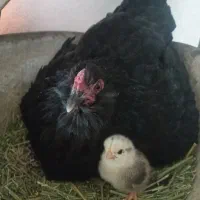 فروش مرغ محلی با جوجه