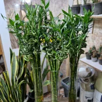 گل و گیاه بامبو عمده و تک فروشی