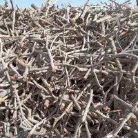 خرید چوب پسته و برش درخت