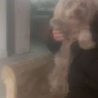 سگ شیتزو تریر