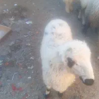 کاه سفید