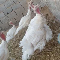 فروش بوقلمون