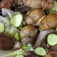 حلزون بالغ|خزنده|دزفول, |دیوار