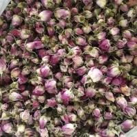 غنچه گل محمدی