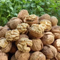 تولید نهال گردو خوشه ای|خدمات باغبانی و درختکاری|صباشهر, |دیوار