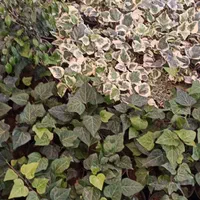 گل ناز گوشتی باغچه ای آپارتمانی،رزماری شمشاد،ترون|گل و گیاه طبیعی|تهران, افسریه شمالی|دیوار
