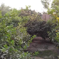باغبانی