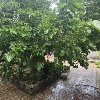 270-متری-ویلایی