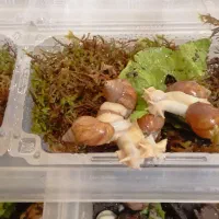 پک 5 عددی حلزون. مناسب پوست|خزنده|مشهد, ادیب نیشابوری (شهرک غرب)|دیوار