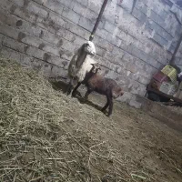 گوسفند بره دار