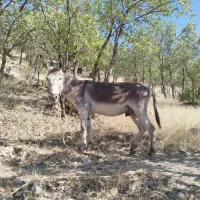 الاغ فروش|حیوانات مزرعه|چیتاب, |دیوار