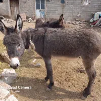 ۱۰میلون.تومان