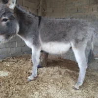 خر نر قیمت 8 ملیون الاغ چاق گوسفندی