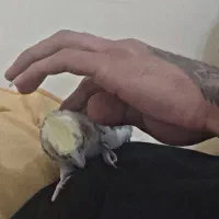 واگذاری  عروس|پرنده|اهواز, ۲۰۰۰واحدی|دیوار