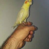 عروس هلندی سخن گو  ۸ماهه تازه رفته تولک