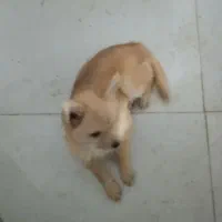 توله نر سایز ریز|سگ|مشهد, الهیه|دیوار