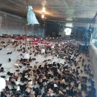 جوجه مرغ یکروزه گلپایگان. جوجه یک روزه محلی خالص|حیوانات مزرعه|شیراز, ارم|دیوار