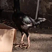 سلام خروس چابهاری اصل