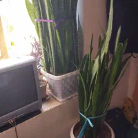 گل سانسوریا|گل و گیاه طبیعی|بن, |دیوار